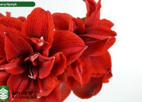 hippeastrum Chernym (3)